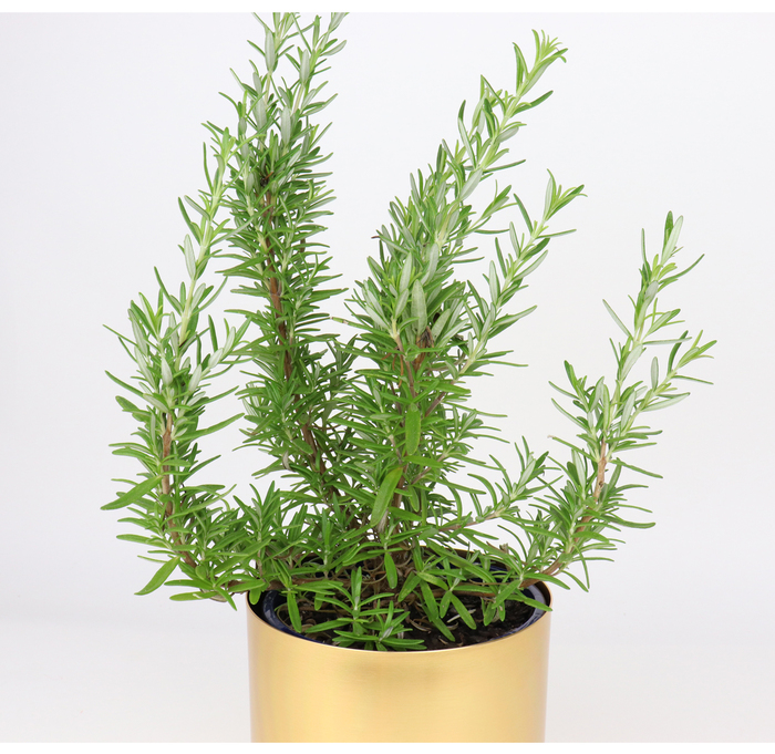 The Golden Rosemary | Herb Gifts | Edible Blooms